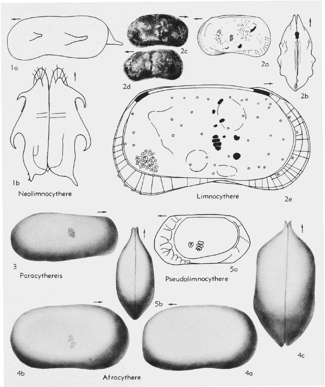 Fossil Image