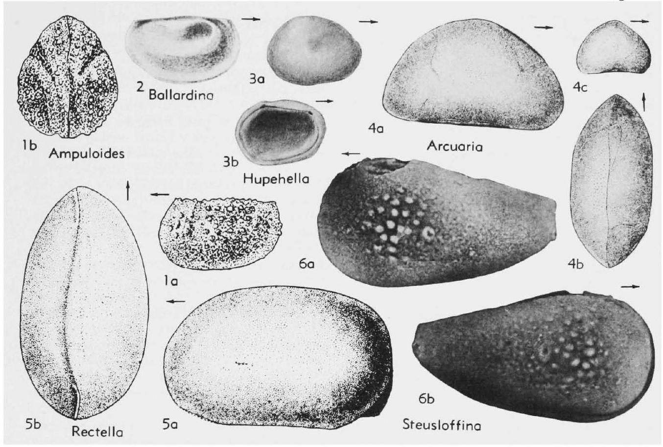Fossil Image