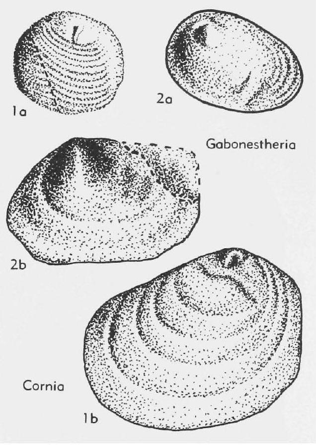 Fossil Image