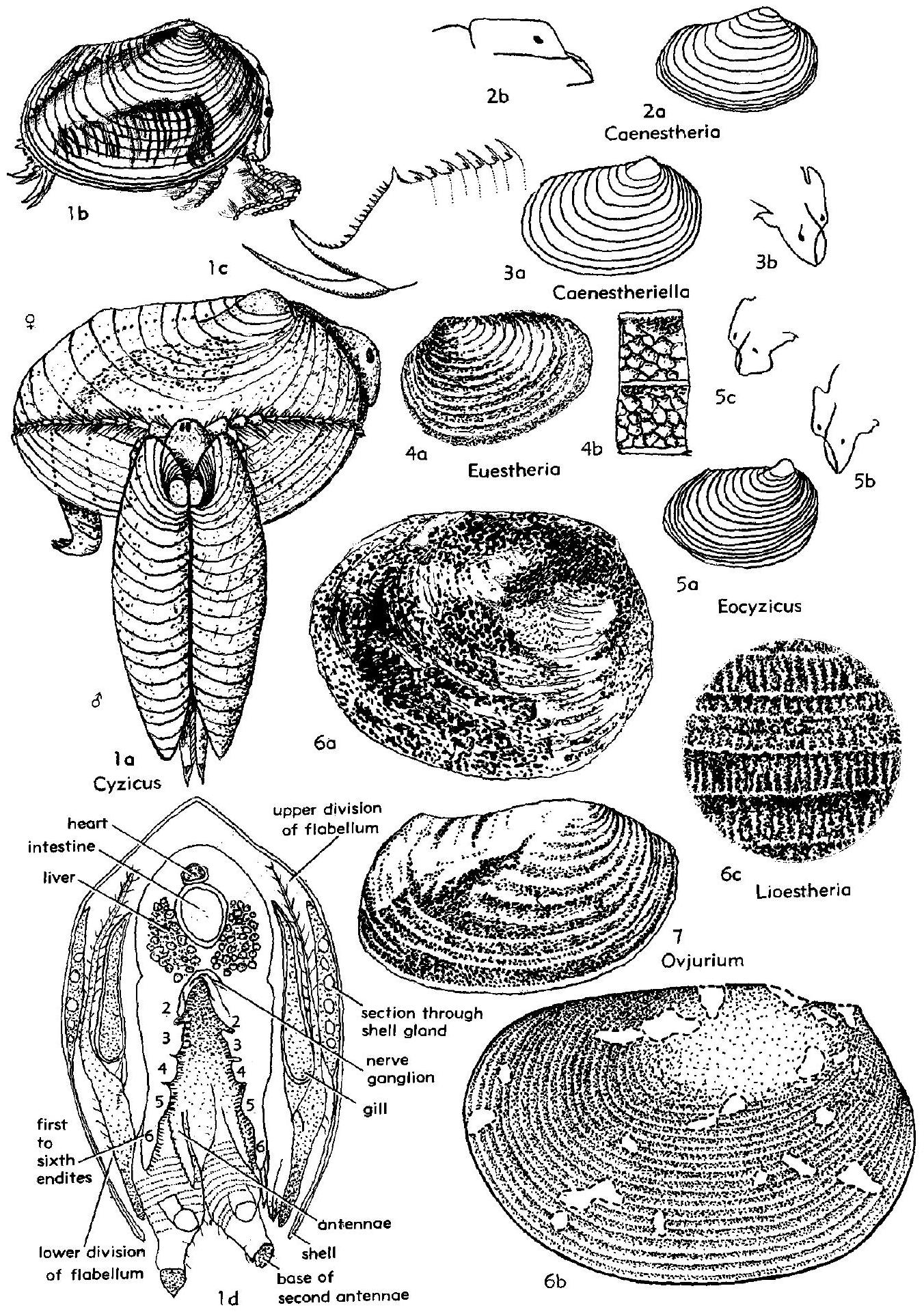 Fossil Image