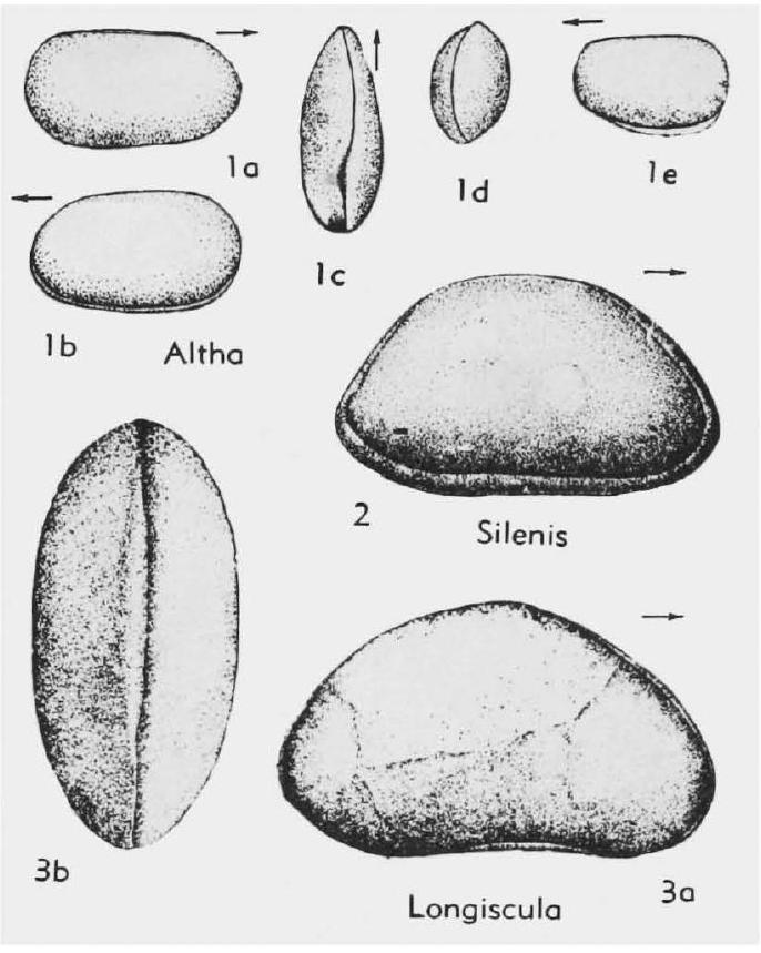 Fossil Image