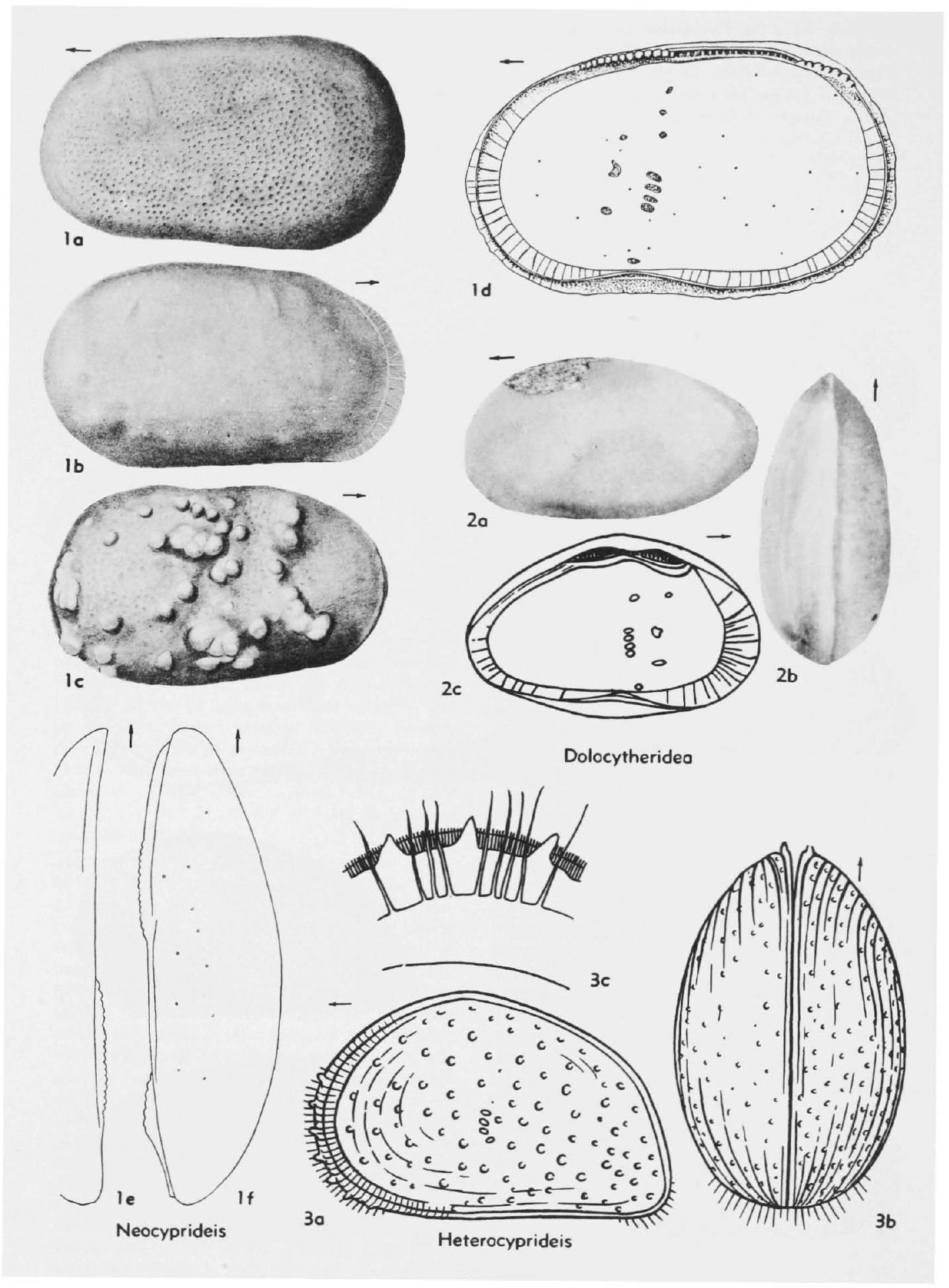 Fossil Image