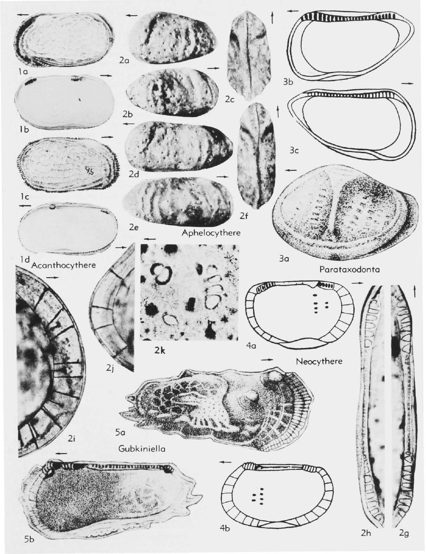 Fossil Image