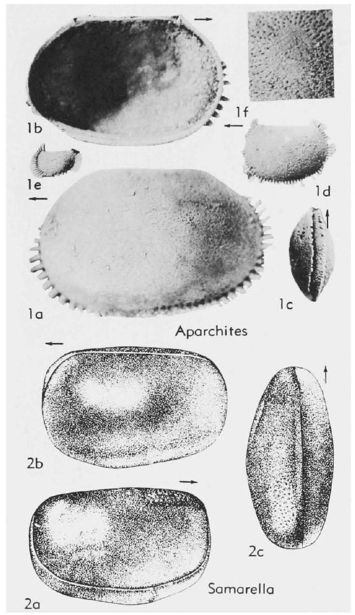 Fossil Image